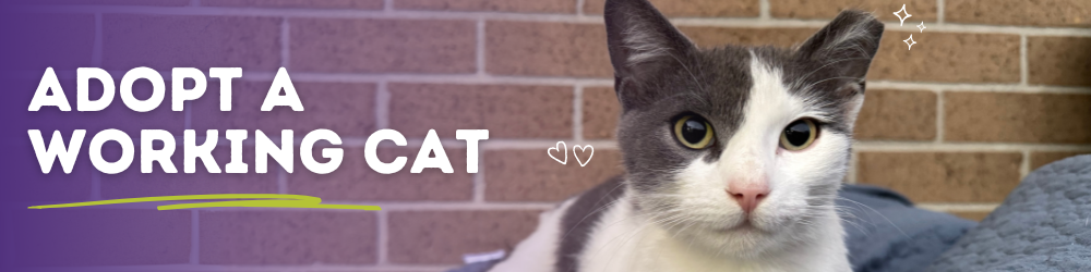 Working Cat Web Banner